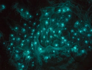 glowworms